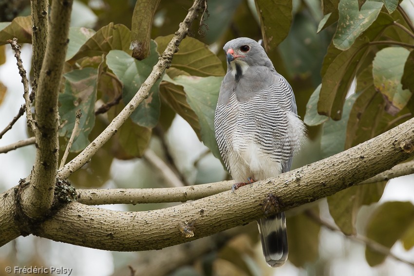 Lizard Buzzard - ML206177151