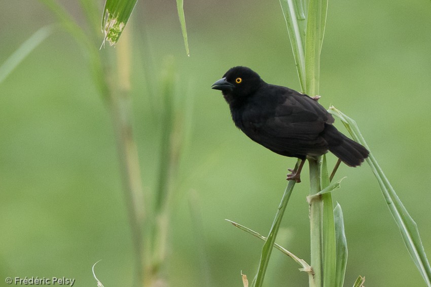 Vieillot's Black Weaver - ML206177231