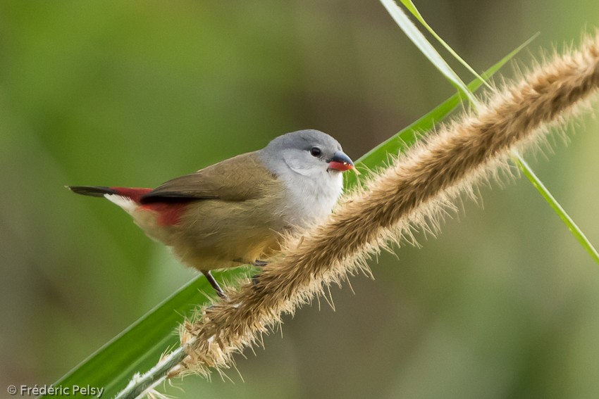 Yellow-bellied Waxbill - ML206177241