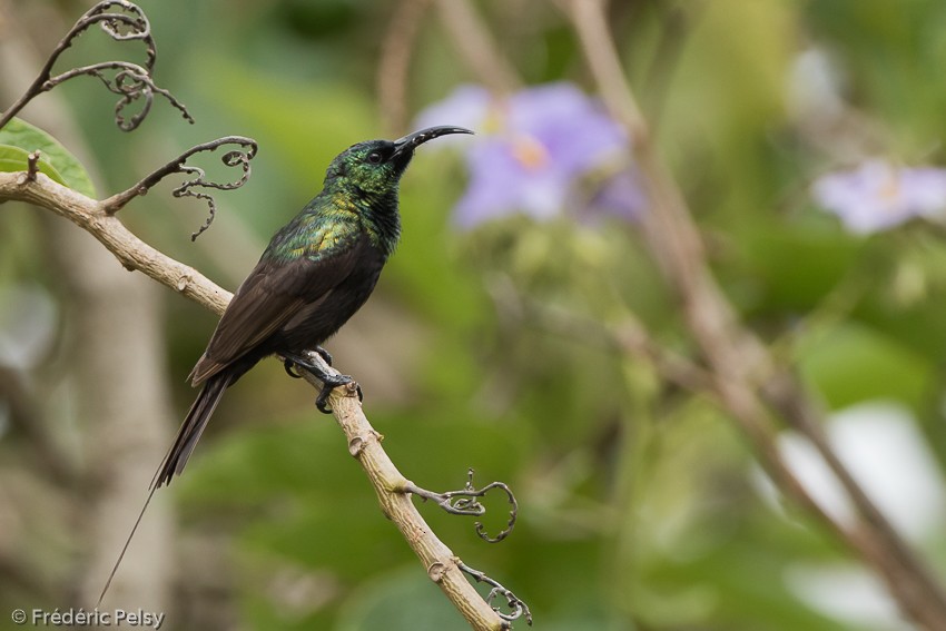 Bronze Sunbird - ML206177261