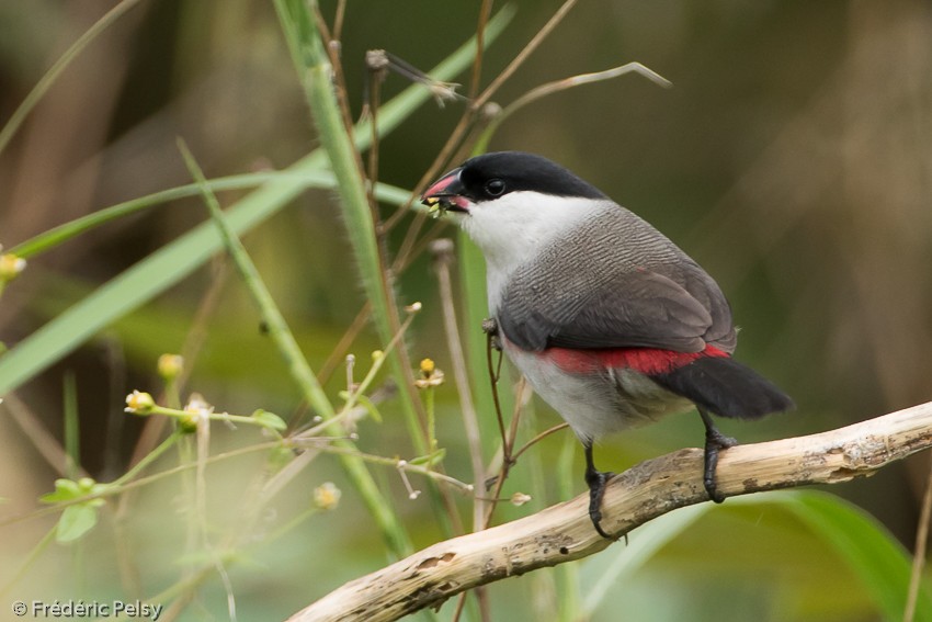 Black-crowned Waxbill - ML206177271