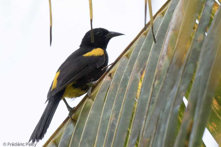 Puerto Rican Oriole - ML206177641