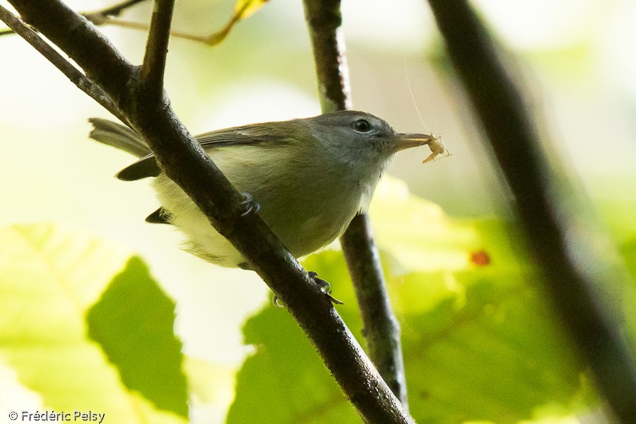 Puerto Rican Vireo - Frédéric PELSY