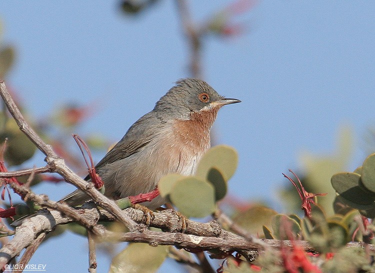 Curruca Carrasqueña Oriental - ML206178171