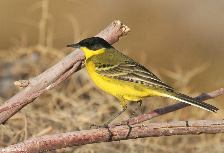 Western Yellow Wagtail (feldegg) - ML206178391