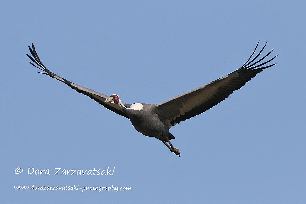 White-naped Crane - ML206178711