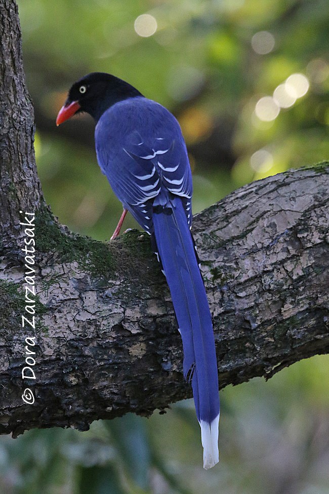 Taiwan Blue-Magpie - ML206178841