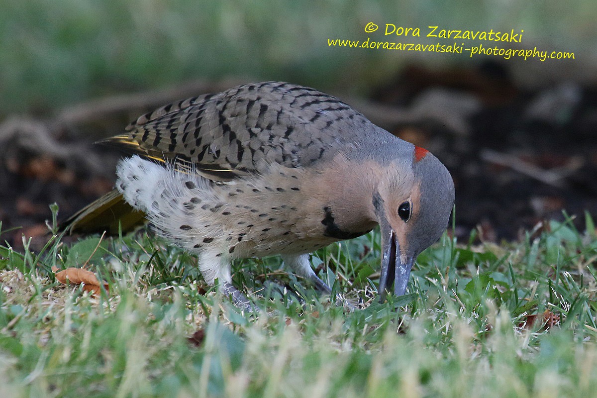 Northern Flicker (Yellow-shafted) - Dora  Zarzavatsaki