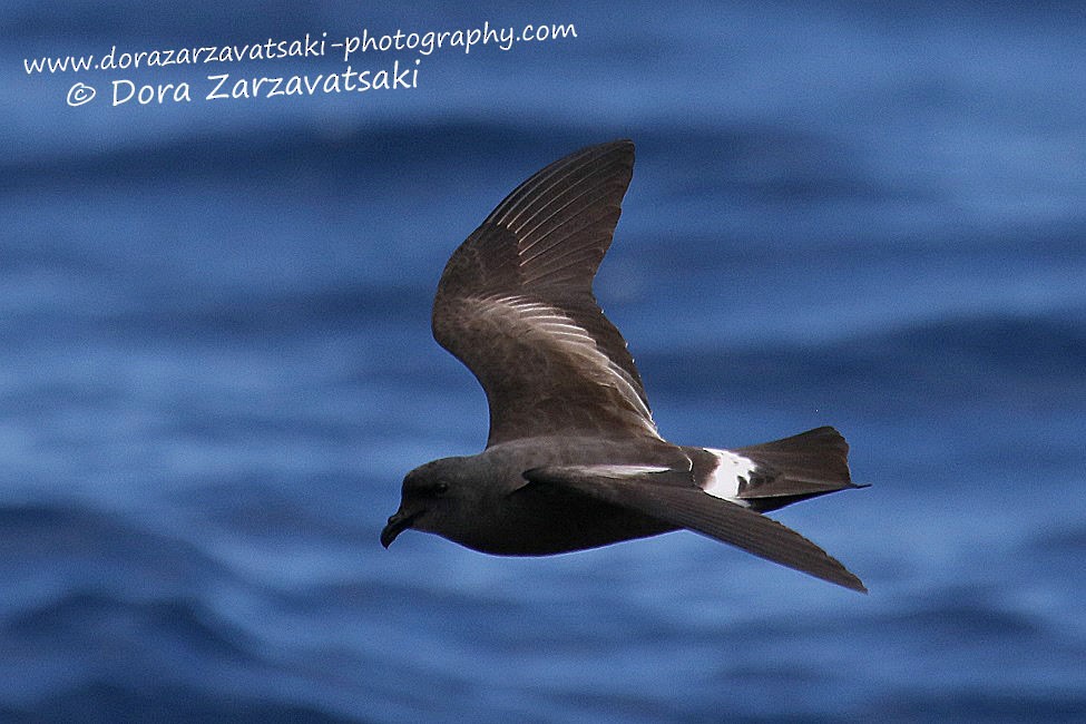 Band-rumped Storm-Petrel - ML206178971