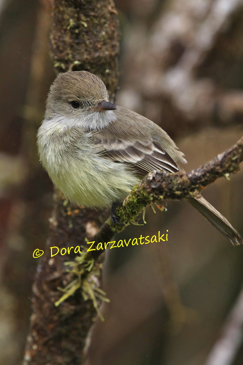 Galapagos Flycatcher - ML206179011