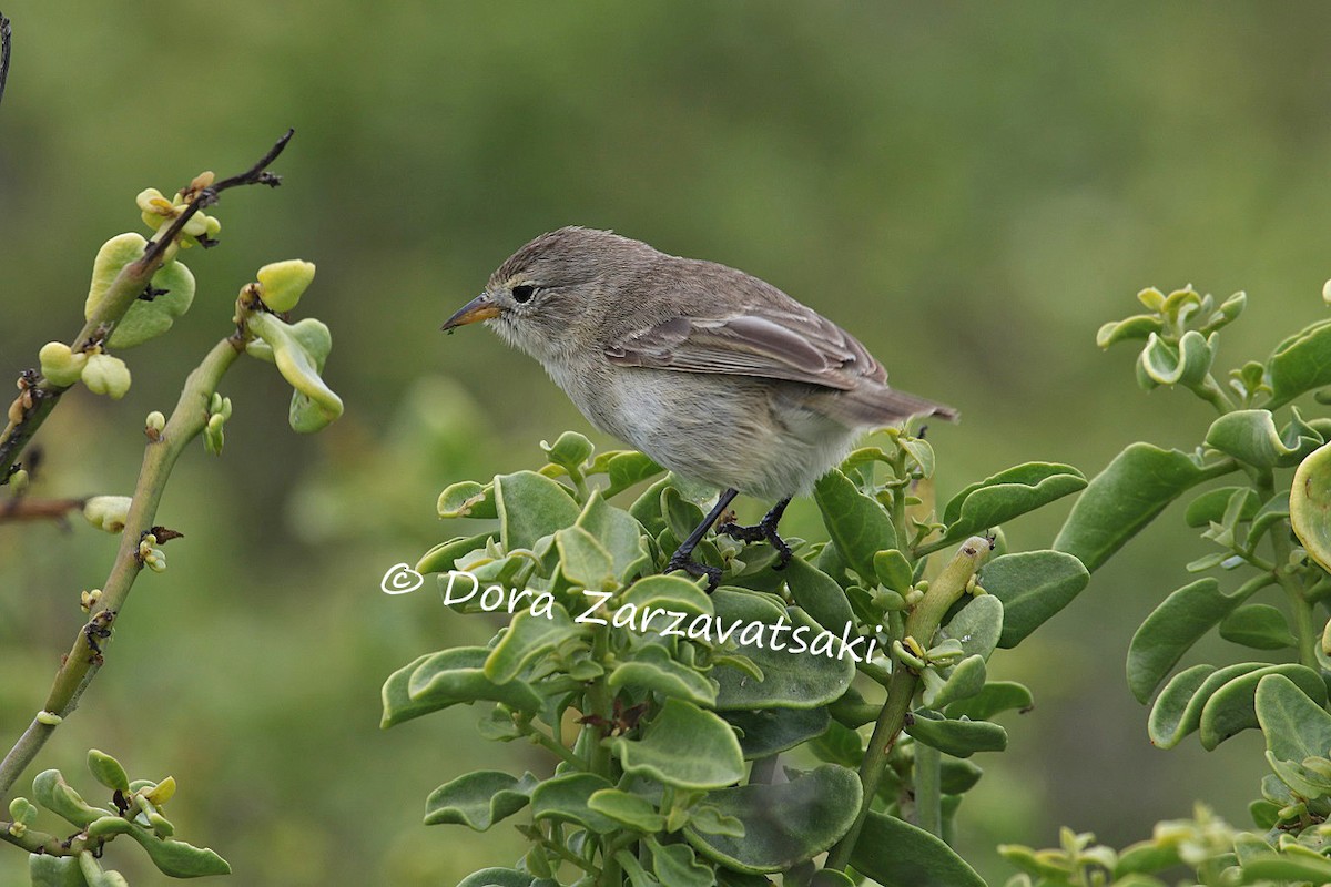 Green Warbler-Finch - ML206179031