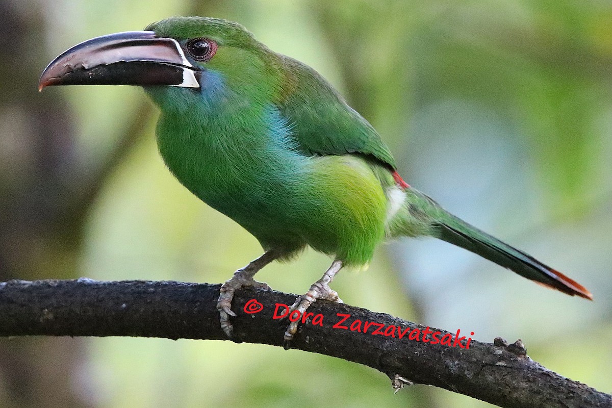 Crimson-rumped Toucanet - ML206179041