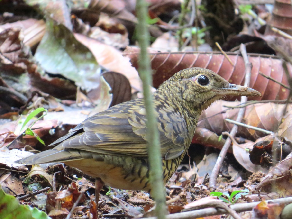 Sri Lanka Thrush - Athula Edirisinghe