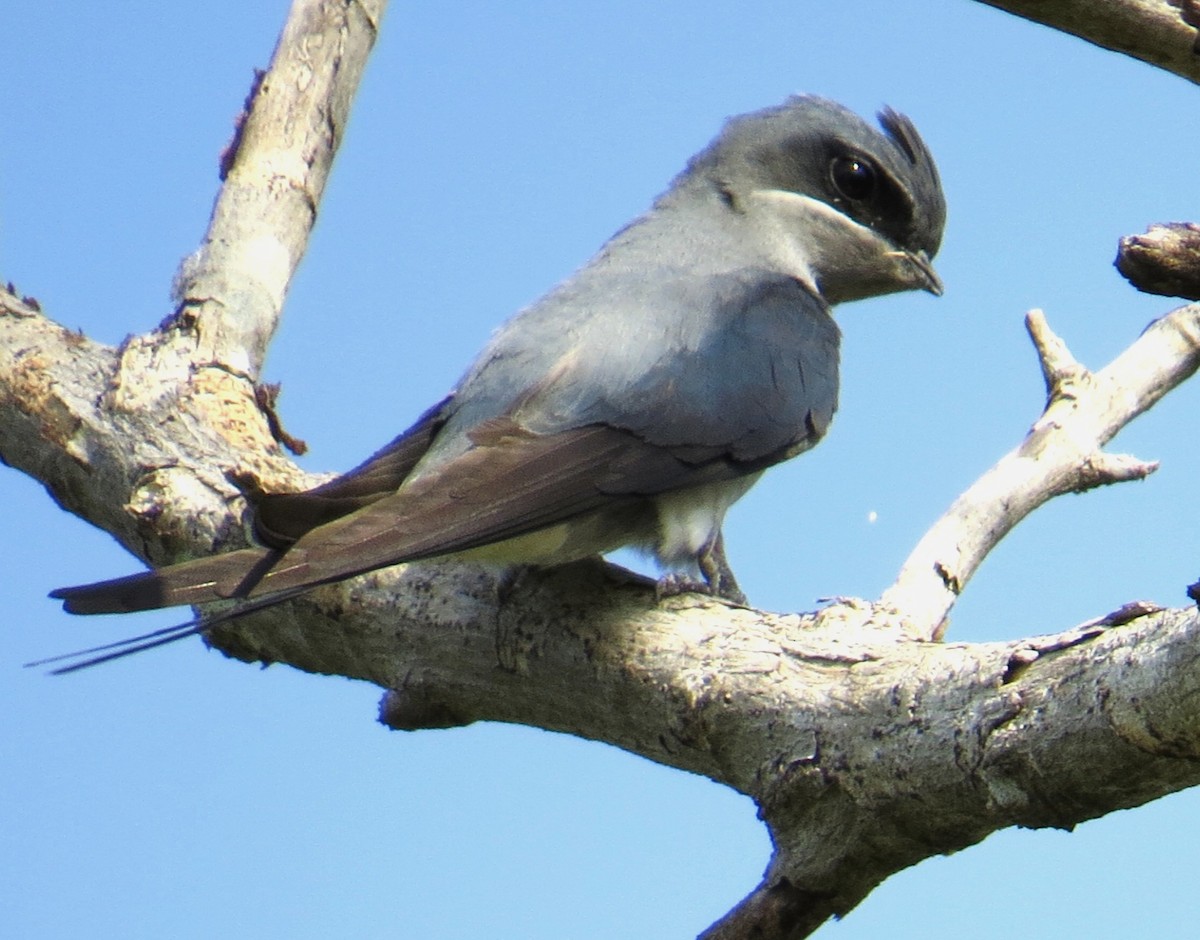 Crested Treeswift - ML206179291