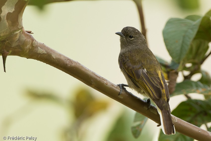 Cassin's Honeyguide - ML206179361