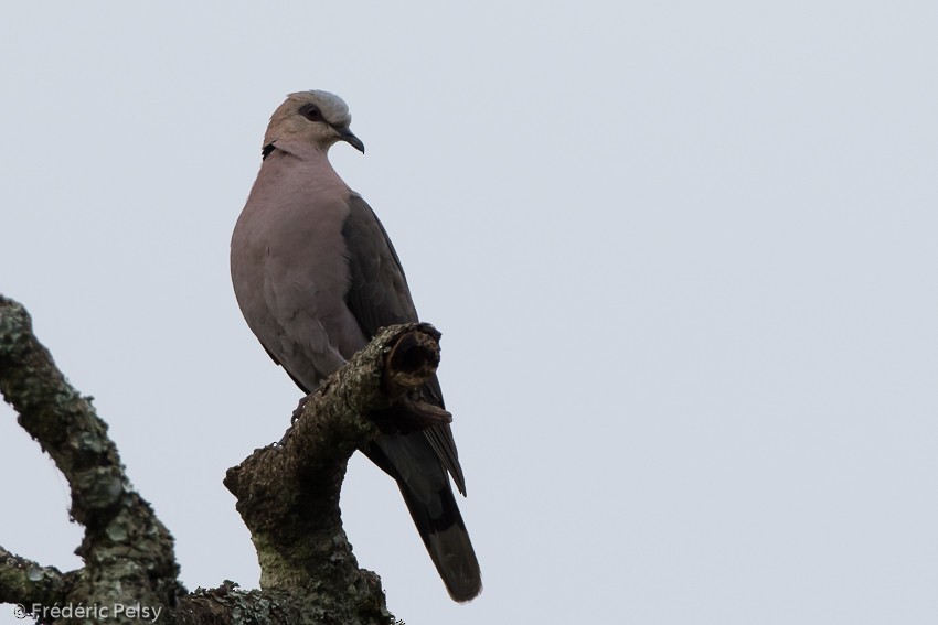 Red-eyed Dove - ML206179401