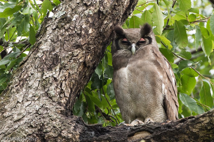 Verreaux's Eagle-Owl - ML206179431