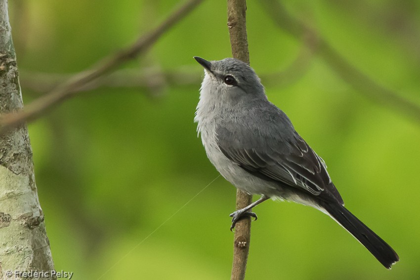 Gray Tit-Flycatcher - ML206179451