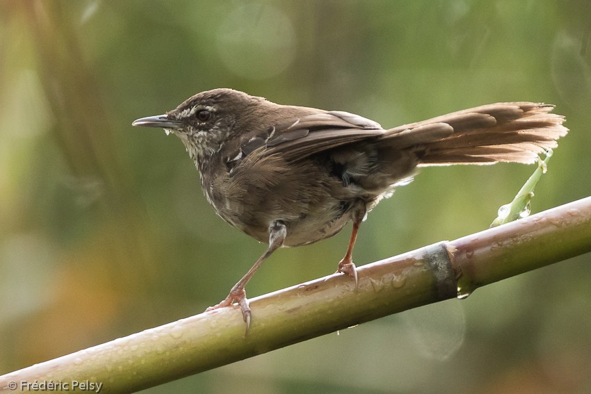 White-winged Swamp Warbler - Frédéric PELSY