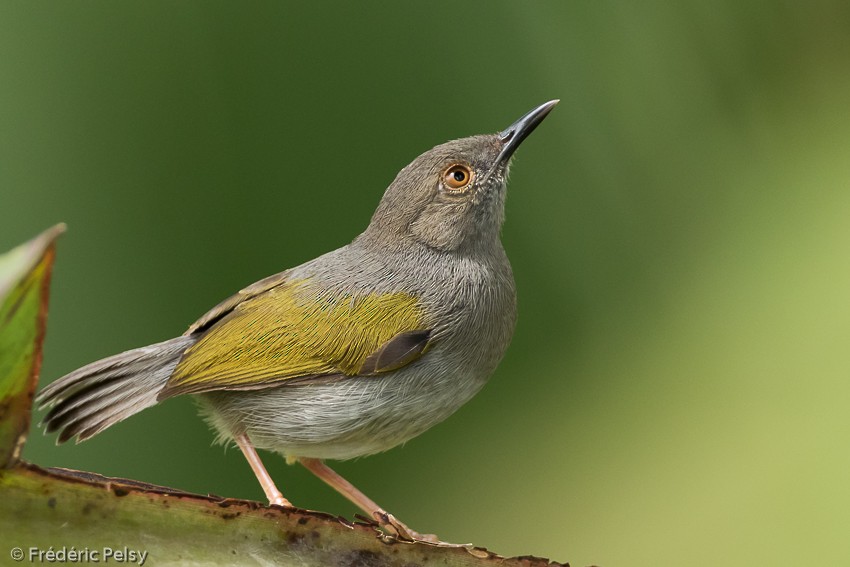 Green-backed Camaroptera - ML206179491