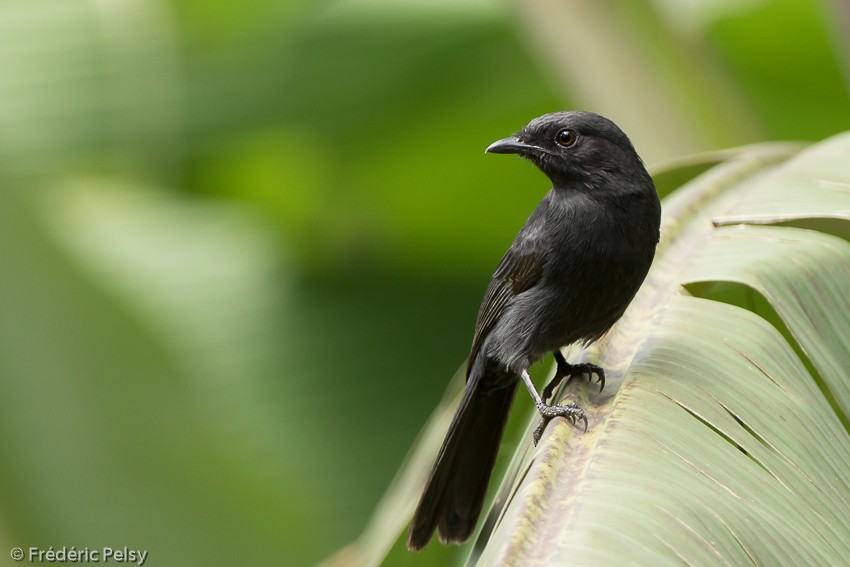 Northern Black-Flycatcher - Frédéric PELSY