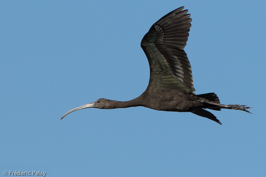 ibis hnědý - ML206179631
