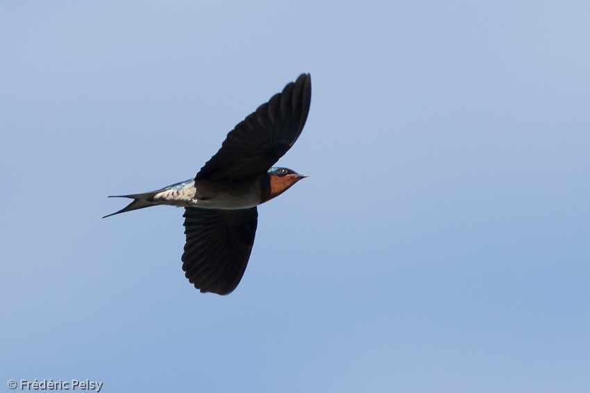 Angola Swallow - ML206179661