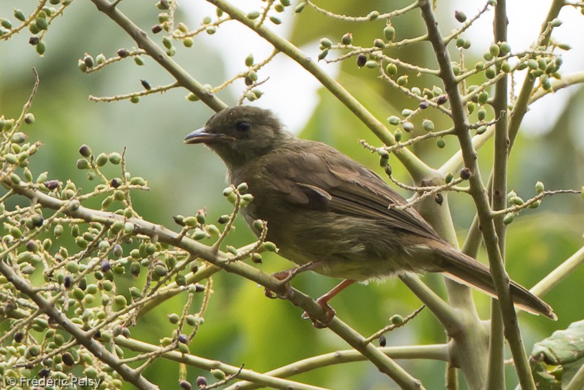 Little Greenbul - ML206179811