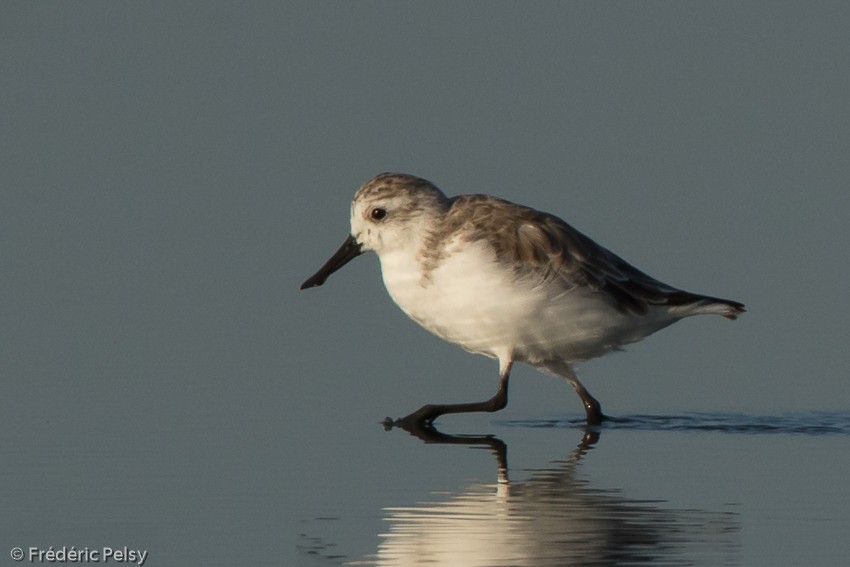 Spoon-billed Sandpiper - ML206179981