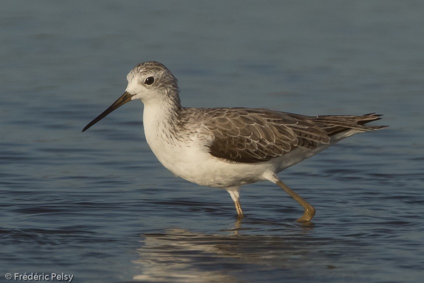 Marsh Sandpiper - Frédéric PELSY