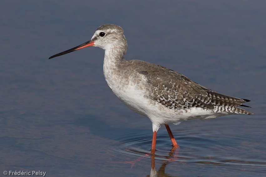 Spotted Redshank - ML206180011