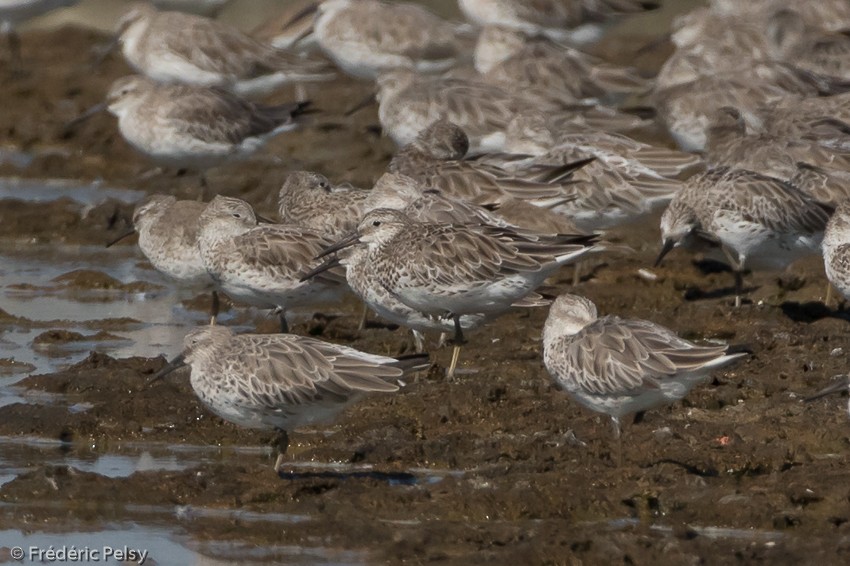 Great Knot - ML206180021