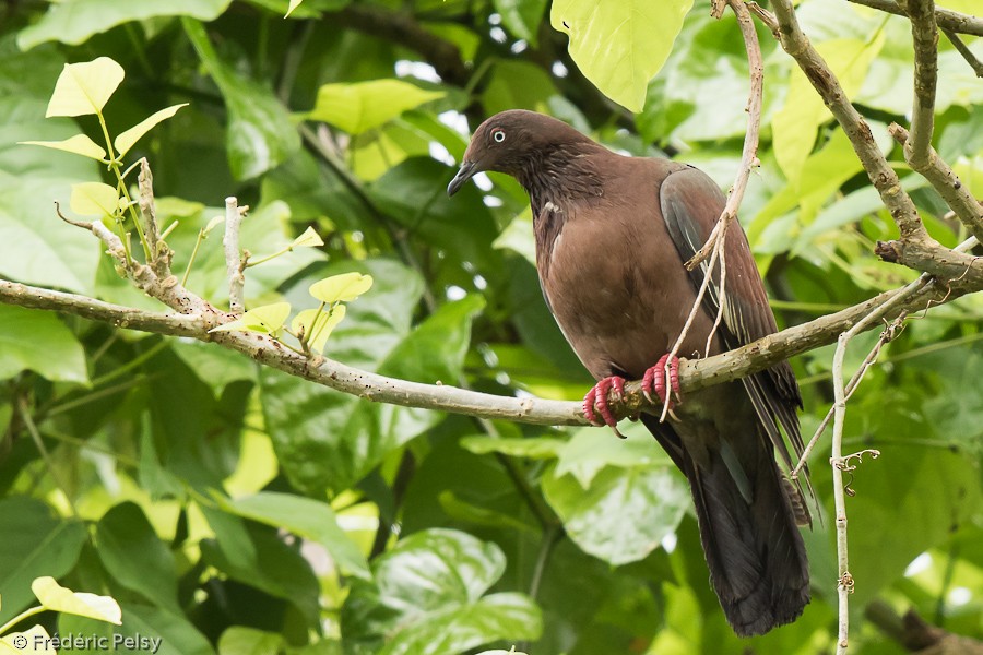 Plain Pigeon - ML206180271