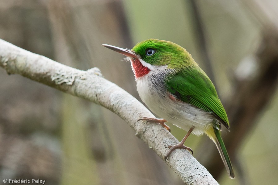 Narrow-billed Tody - ML206180661