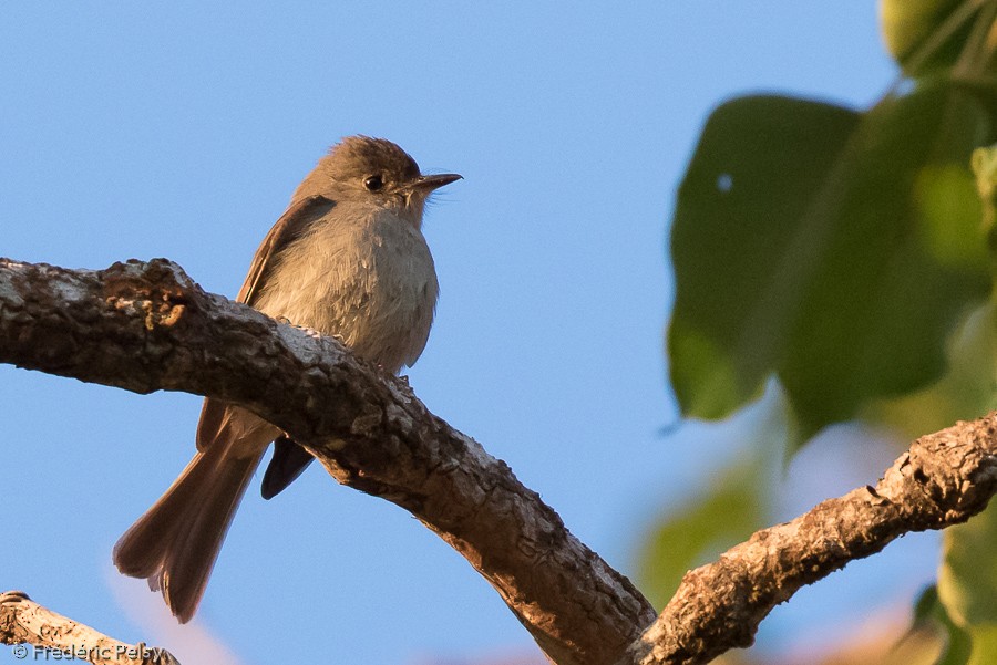 Hispaniolan Pewee - ML206180691