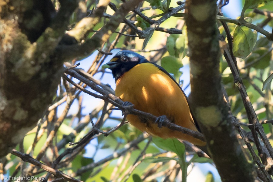 Hispaniolan Euphonia - ML206180701