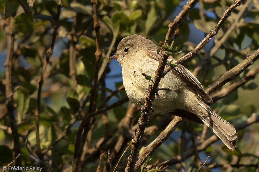 Greater Antillean Elaenia (Hispaniolan) - ML206180721