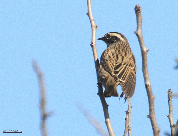 pěvuška skalní (ssp. ocularis) - ML206180821