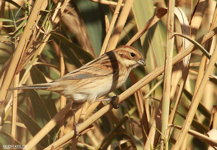 Reed Bunting - ML206180951