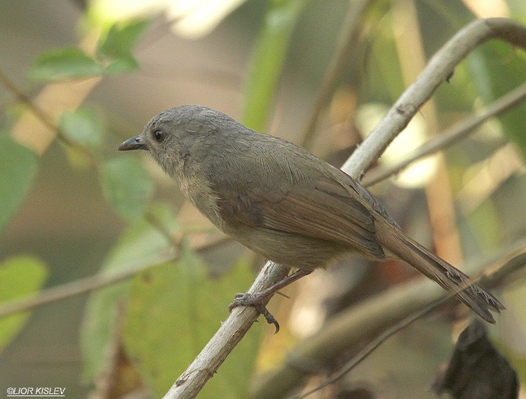 Brown-cheeked Fulvetta - ML206181151