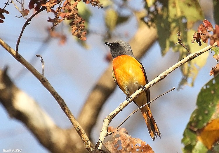 Small Minivet - ML206181161