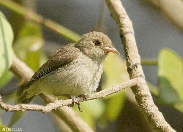 Pale-billed Flowerpecker - ML206181201