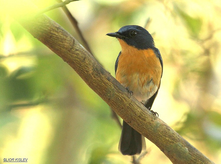 Tickell's Blue Flycatcher - ML206181251