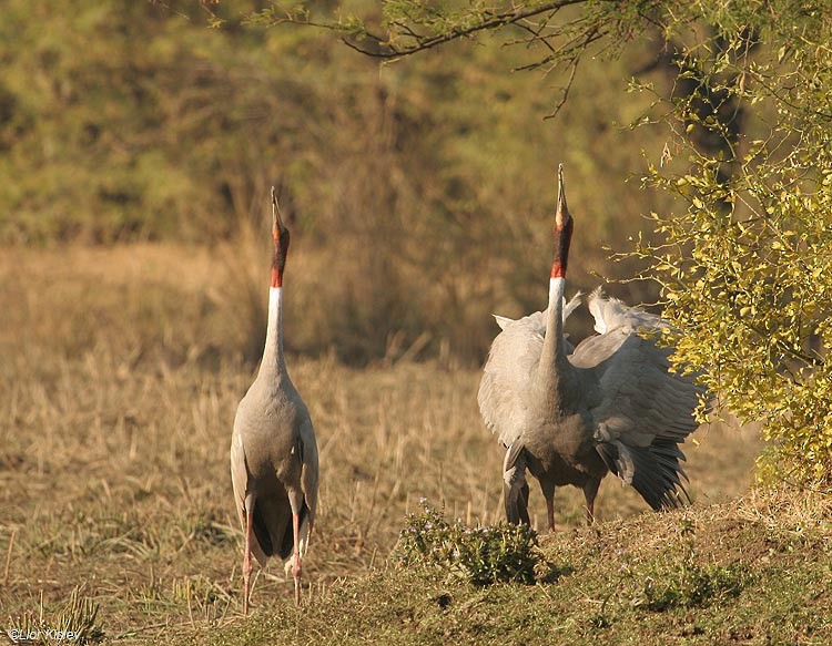 Grulla Sarus - ML206181351