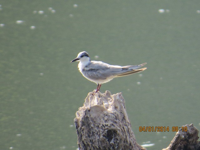 Whiskered Tern - ML206181641