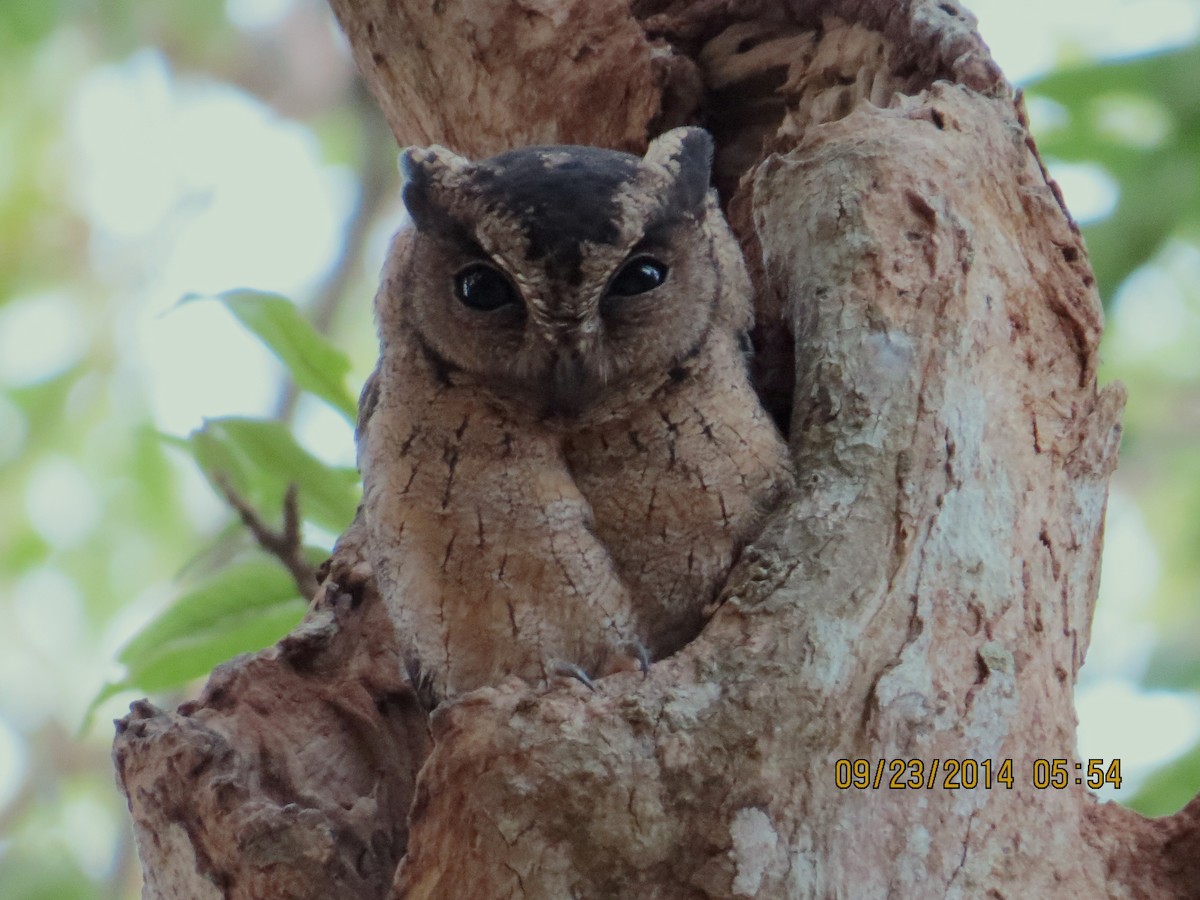 Indian Scops-Owl - ML206181701