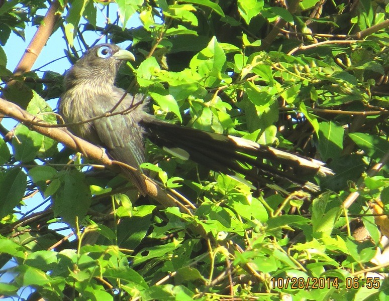 Blue-faced Malkoha - ML206181731