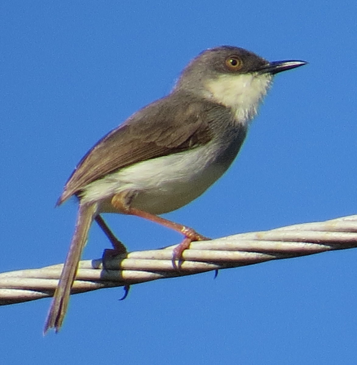 Gray-breasted Prinia - ML206181891