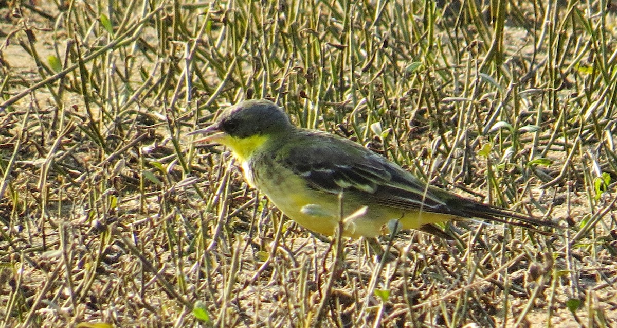 Western Yellow Wagtail - ML206181901