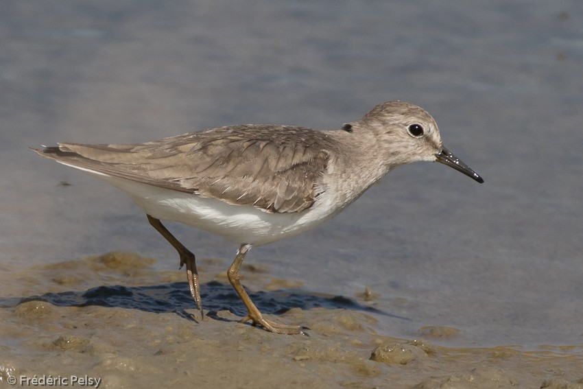 Temminck's Stint - ML206182101